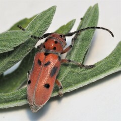 Tetraopes mandibularis