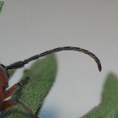 Tetraopes mandibularis