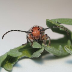 Tetraopes mandibularis