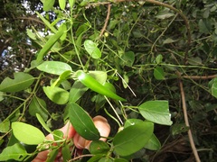 Cynanchum ellipticum