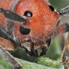 Tetraopes mandibularis