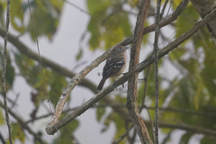 Thamnophilus ambiguus