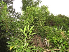 Cynanchum ellipticum