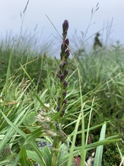 Liatris helleri