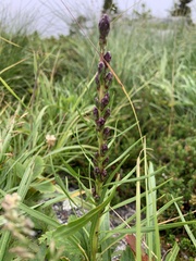 Liatris helleri