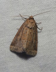 Photedes minima