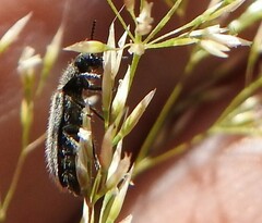 Enicopus ater