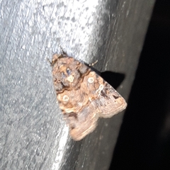 Hampsonodes