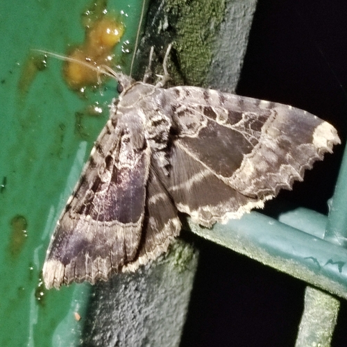 Old Lady, 3992 Houten, Nederland, photo 9 of 10