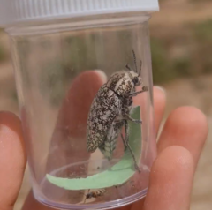 Julodis syriaca distincta