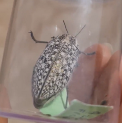 Julodis syriaca distincta