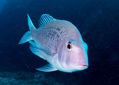 Gymnocranius euanus