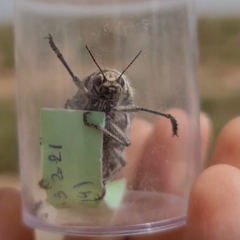 Julodis syriaca distincta