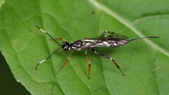 Xorides albopictus