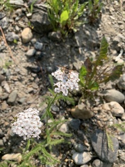 Sericomyia nigra