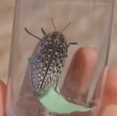 Julodis syriaca distincta