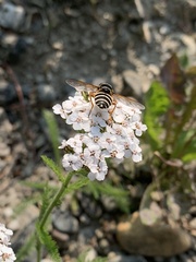 Sericomyia nigra