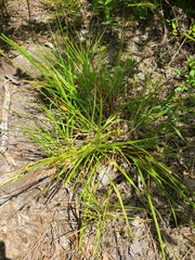 Scleria pauciflora pauciflora
