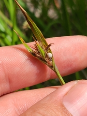 Scleria pauciflora pauciflora