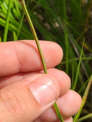 Scleria pauciflora pauciflora