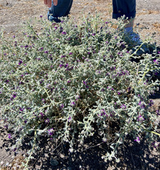 Psorothamnus polydenius