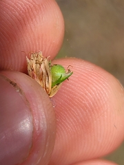 Scleria pauciflora pauciflora