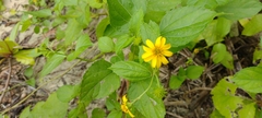 Wollastonia biflora