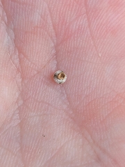 Scleria pauciflora pauciflora