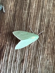 Chlorosea banksaria