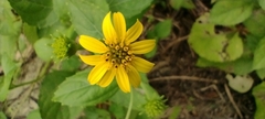 Wollastonia biflora