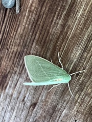 Chlorosea banksaria