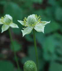 Anemone virginiana