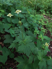 Anemone virginiana