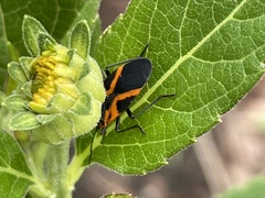 Lygaeus turcicus