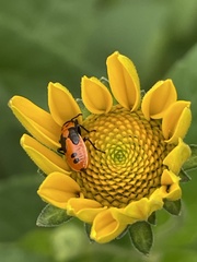Lygaeus turcicus