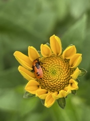 Lygaeus turcicus
