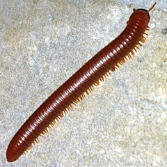 Trigoniulus corallinus