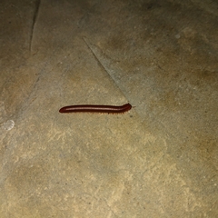 Trigoniulus corallinus