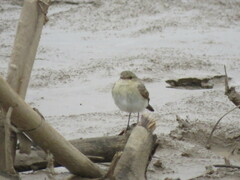 Syrtidicola fluviatilis