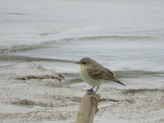 Syrtidicola fluviatilis