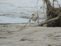 Syrtidicola fluviatilis