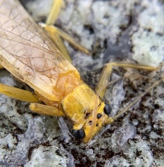 Eccoptura xanthenes