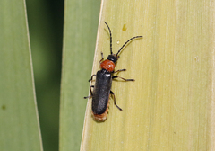Silis ruficollis