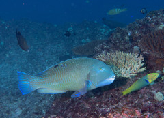 Choerodon schoenleinii