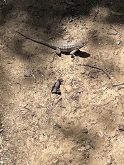 Sceloporus occidentalis