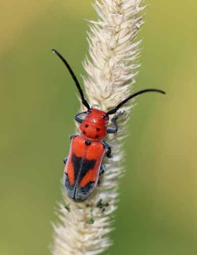 Blackened Milkweed Beetle photo 3