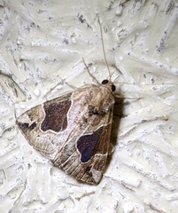 Hypena manalis