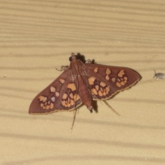 Prenesta fenestrinalis