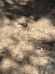 Sceloporus occidentalis