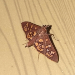 Prenesta fenestrinalis